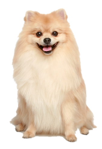 Pomerania